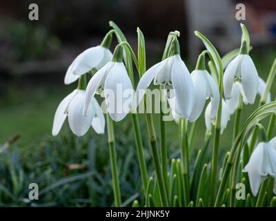 Primo piano di un gruppo di fiori bianchi a punta verde di Galanthus "Lady Beatrix Stanley" Foto Stock