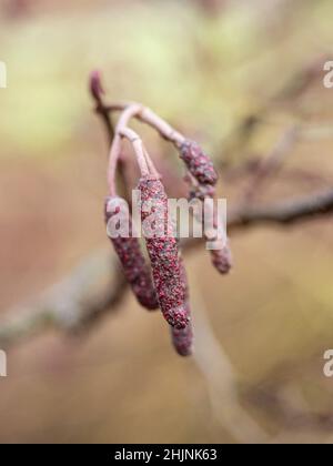 Un primo piano delle caratteristiche tiniche rosse maschili di Alder-Alnus glutinosa Foto Stock