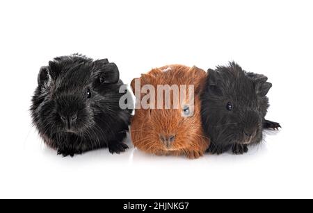 La cavia di fronte a uno sfondo bianco Foto Stock