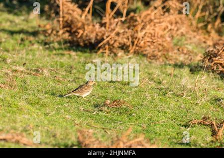 Skylark (Alauda arvensis) foraggio tra i salmoni a Kington Herefordshire Regno Unito. Gennaio 2022 Foto Stock