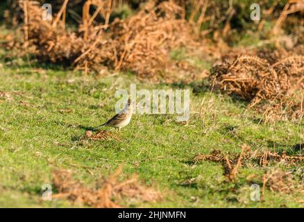 Skylark (Alauda arvensis) foraggio tra i salmoni a Kington Herefordshire Regno Unito. Gennaio 2022 Foto Stock