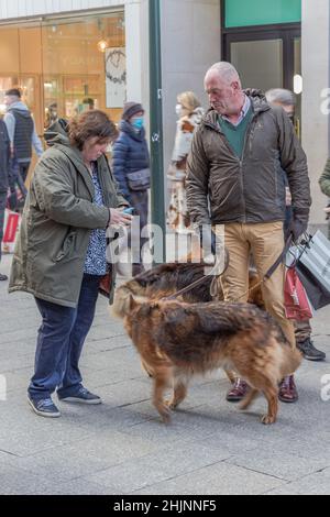 Uomo anziano che cammina con due cani - pastori tedeschi - su Grafton Street in serata tra pedoni, fotografia di strada, Dublino, Irlanda Foto Stock