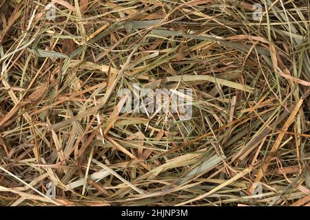 Immagine macro vista dall'alto full frame della paglia Foto Stock
