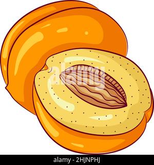 Albicocche intere e mezze Illustrazione Vettoriale