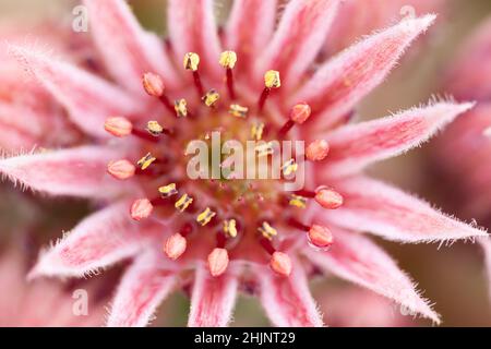 Splendido fiore rosa Sempervivum in fiore da vicino. Fiore da giardino testa e petali e balza in macro su una pianta succulenta Foto Stock