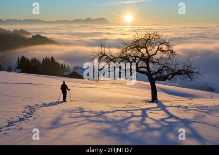 Donna anziana, escursioni sno al tramonto nella zona di Bregenzer Wald di Vorarlberg, Austria con vista spettacolare sul Monte Saentis su sa mare di nebbia, Svizzera Foto Stock