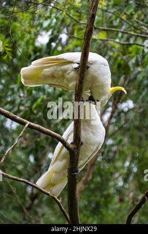 Due cocatuaggi solforati (Cacatua Galería) che si corrono in una foresta a Victoria, Australia Foto Stock