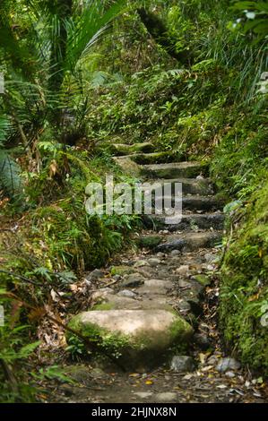 Vecchio sentiero lastricato con gradini irregolari attraverso la foresta pluviale subtropicale della Valle di Kauaeranga, Coromandel, Nuova Zelanda Foto Stock