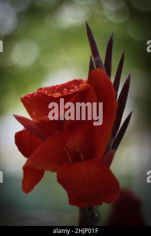 Gocce di pioggia su fiore rosso, vista ravvicinata Foto Stock