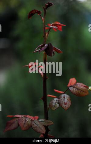 Primo piano delle gocce di pioggia sulle foglie, foto verticale, bella vista, messa a fuoco selettiva Foto Stock