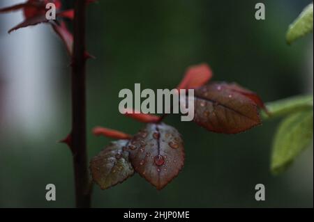 Primo piano delle gocce di pioggia sulle foglie, foto verticale, bella vista, messa a fuoco selettiva Foto Stock