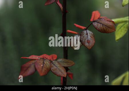 Primo piano delle gocce di pioggia sulle foglie, foto verticale, bella vista, messa a fuoco selettiva Foto Stock