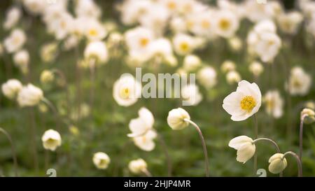 Gli anemoni fioriscono in un gruppo su un prato verde di primavera nella luce soffusa del mattino. Sfondo. Messa a fuoco selettiva in primo piano. Foto Stock