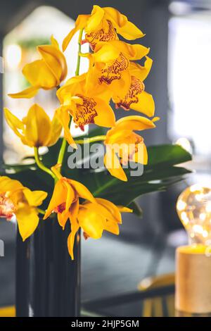 Orchidee gialle in mostra in vaso nero in interni moderni. Foto Stock