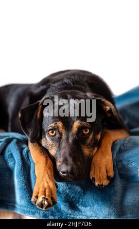 ritratto di cane senza razza, nero canino di razza mista guardando dritto in avanti mentendo con la testa e museruola tra le sue gambe su un letto, sfondo bianco Foto Stock