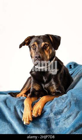 ritratto di cane senza razza, nero canino misto guardando dritto davanti sdraiato su un letto, sfondo bianco Foto Stock