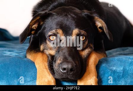 ritratto di cane senza razza, nero canino di razza mista guardando dritto davanti mentendo con la testa e museruola tra le sue gambe su un letto Foto Stock