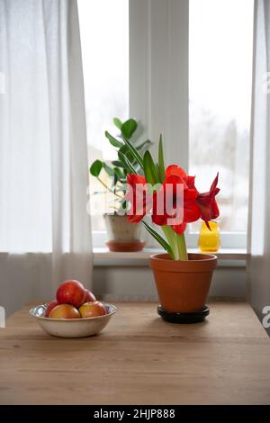 un amaryllis e una ciotola di mele su un tavolo di legno davanti ad una finestra Foto Stock