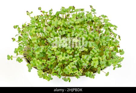 Microgreens di senape nera, in ciotola bianca, vista frontale su bianco. Foglie giovani, germogli e cotiledoni di Brassica nigra, un'erba commestibile. Foto Stock