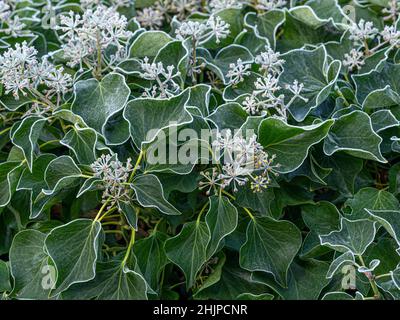 Gelo coperto teste di fiore di edera dopo un gelo pesante in un giardino del Regno Unito. Foto Stock