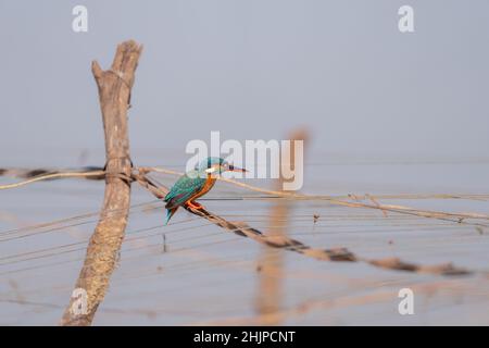 il martin pescatore comune arroccato su un ceppo di legno Foto Stock