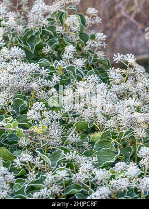 Gelo coperto teste di fiore di edera dopo un gelo pesante in un giardino del Regno Unito. Foto Stock