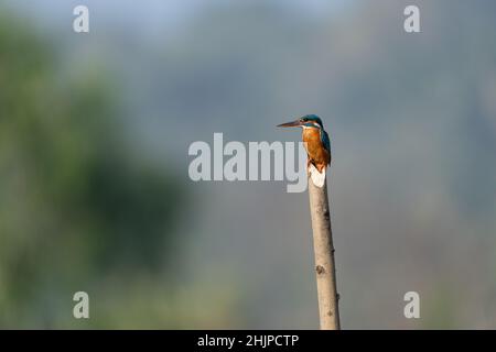 il martin pescatore comune arroccato su un ceppo di legno Foto Stock