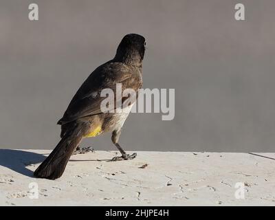 Bellissimo uccello – Bulbul spectacled su sfondo grigio. Foto Stock