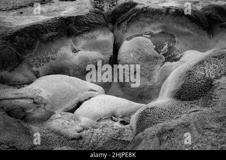 Un'immagine in scala di grigi del geyser yellowstone Foto Stock