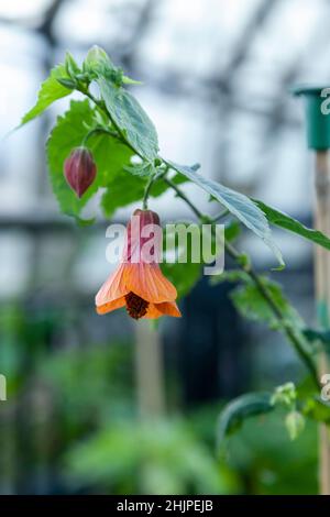 Abutilon Hinton Seedling è un arbusto sempreverde piuttosto duro con fiori a forma di campana rosso arancio Foto Stock
