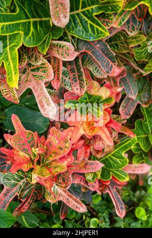 Croton (Codiaeum variegatum) sono belle piante di casa, coltivate per il loro ardito e sorprendente fogliame Foto Stock