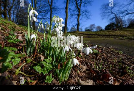 Bolton, Lancashire, Regno Unito, lunedì 31 gennaio 2022. Segnali che la primavera è proprio dietro l'angolo, come un raccolto di Snowdrops entrano in fiore nel Queens Park, Bolton l'ultimo giorno di gennaio. Credit: Paul Heyes/Alamy News Live Foto Stock