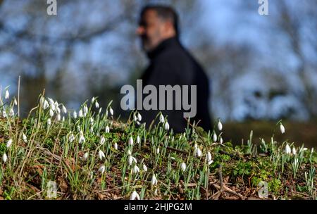 Bolton, Lancashire, Regno Unito, lunedì 31 gennaio 2022. Segnali che la primavera è proprio dietro l'angolo, come un raccolto di Snowdrops entrano in fiore nel Queens Park, Bolton l'ultimo giorno di gennaio. Credit: Paul Heyes/Alamy News Live Foto Stock