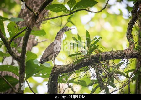 Notte: la malese heron Foto Stock