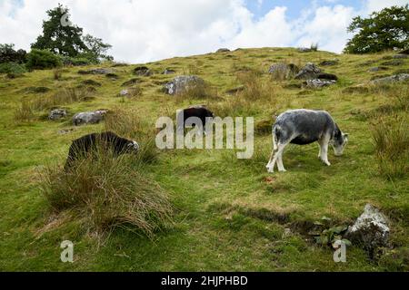 pecore herdwick pascolo sulla ripida valle collinare di langdale, lake district, cumbria, inghilterra, regno unito Foto Stock