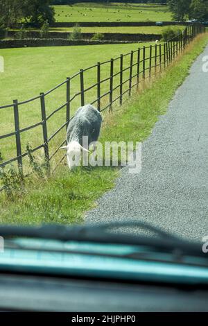 pecore herdwick pascolo dal lato della strada visto attraverso un parabrezza auto langdale valle, lake district, cumbria, inghilterra, regno unito Foto Stock