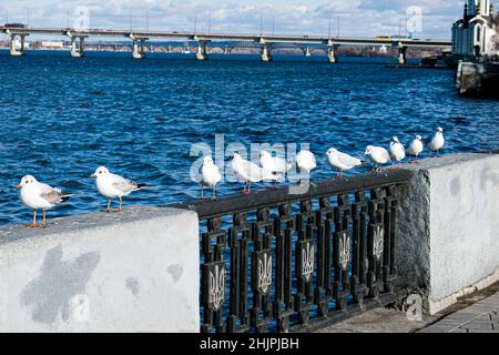 Gabbiani a testa nera si siedono sulla ringhiera vicino al fiume Dnieper. Foto primaverile di uccelli affamati. Foto Stock