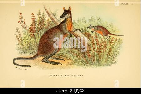 Wallaby dalla coda nera il wallaby dalla palude (Wallabia bicolor) è un piccolo marsupiale macropode dell'Australia orientale.[3] questo wallaby è anche comunemente conosciuto come wallaby nero, con altri nomi compresi wallaby dalla coda nera, wallaby di felce, pademelon nero, stinker (nel Queensland), E stinker nero (nel nuovo Galles del Sud) a causa del suo caratteristico odore paludoso. Da ' Un manuale alla marsupialia e monotremata ' di Richard Lydekker, Lloyd's Natural History Series a cura di R. Bowdler Sharpe pubblicato nel 1896 da E. Lloyd, Londra Foto Stock