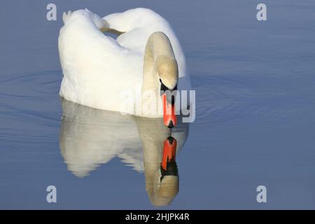 Elegante cigno sul lago in inverno giorno di sole Foto Stock
