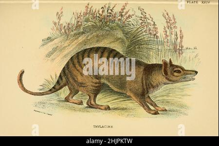 La tilacina (Thylacinus cynocephalus) è un marsupiale carnivoro estinto originario della terraferma australiana e delle isole della Tasmania e della Nuova Guinea. L'ultimo animale vivo conosciuto è stato catturato in Tasmania nel 1930. È comunemente noto come la tigre della Tasmania o il lupo della Tasmania da ' Un manuale alla marsupialia e monotremata ' di Richard Lydekker, Lloyd's Natural History Series a cura di R. Bowdler Sharpe pubblicato nel 1896 da E. Lloyd, Londra Foto Stock