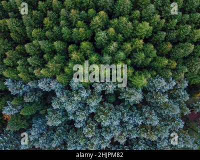 Abeti visti dall'alto, fotografati con un drone Foto Stock