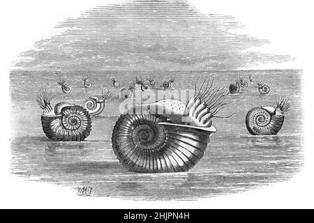L'impressione di un artista fantasioso o l'illustrazione di un gruppo di Ammoniti, [ molluschi marini, galleggianti sul mare o emergenti da acque poco profonde. Illustrazione o incisione vintage 1965 Foto Stock