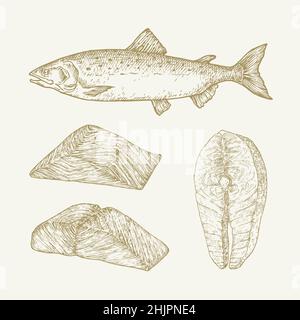 Atlantic Salmon Set di illustrazioni Doodle Vector disegnate a mano. Abstract filetti di pesce e schizzi di bistecca. Disegni di stile di incisione isolati Illustrazione Vettoriale