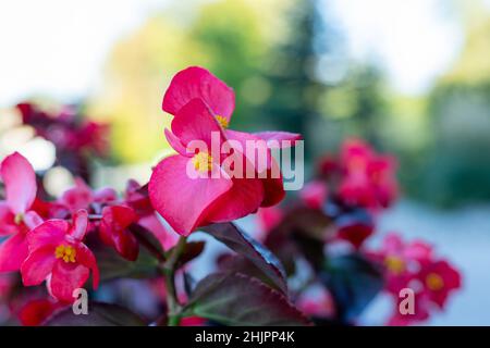 Fiori di begonia rosa brillante che sbocciano all'aperto nel giardino, da vicino. Foto Stock