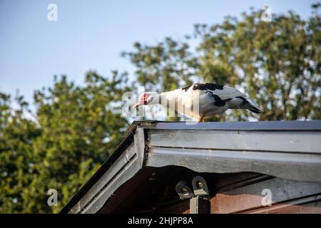 Anatra su un tetto di stagno caldo. Foto Stock