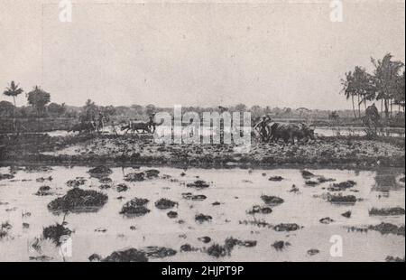 Aratura di risaie nelle pianure paludose. Sri Lanka. Ceylon (1923) Foto Stock