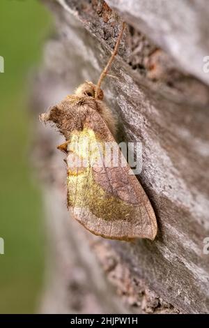 Diachrysia chrysitis, ottone brunito Moth  Norfolk UK Foto Stock