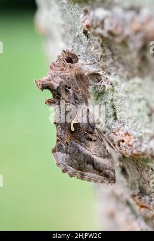 Autografa gamma, Silver Y moth a riposo  Norfolk UK Foto Stock