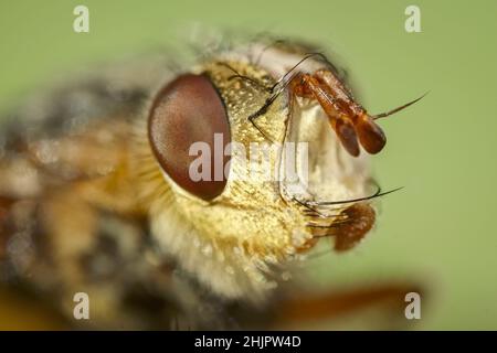 Tachina fera, Common Fly, Norfolk, Regno Unito Foto Stock