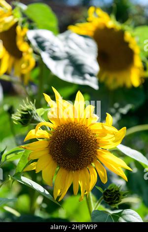 Girasoli gialli con farfalla bianca nella campagna dello Shropshire, West Midlands Foto Stock